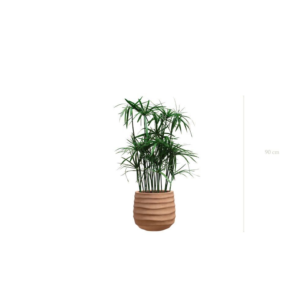Le Papyrus - Pot Terracotta - Stabilisé