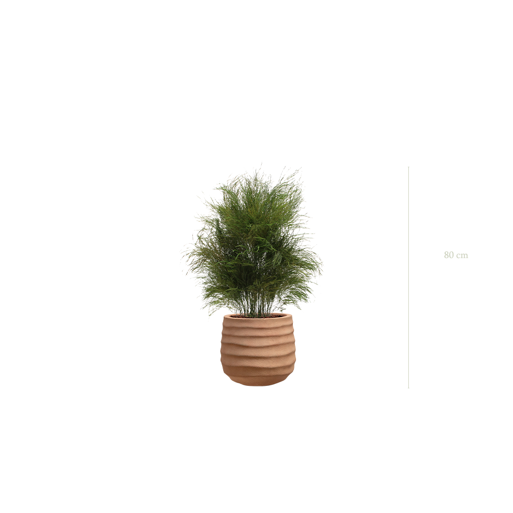 der Wildgraspflanze - terracotta Topf #stabilisiert
