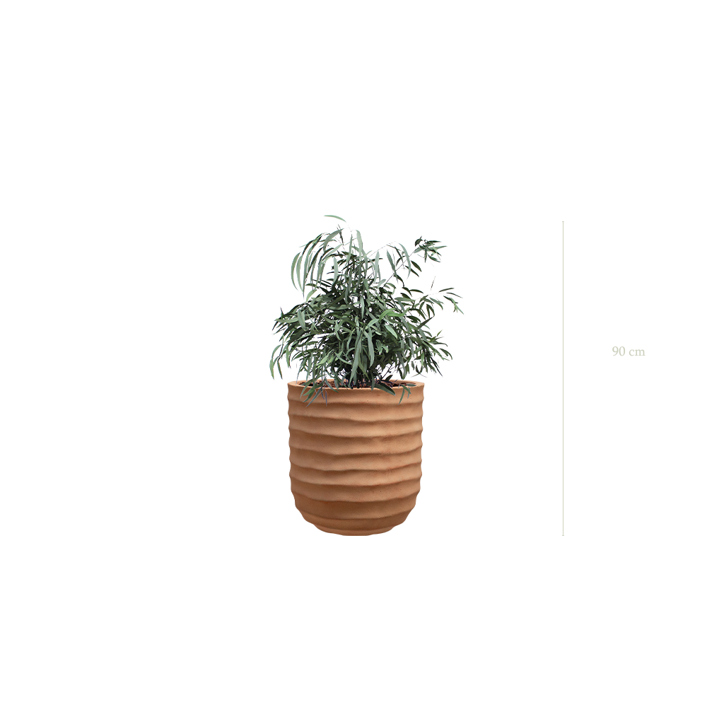The Nicoly in a terracotta pot #Stabilized