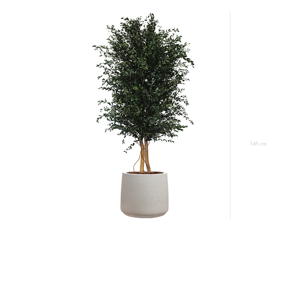 der Parvifolia - grau Sandtopf #kstabilisiert