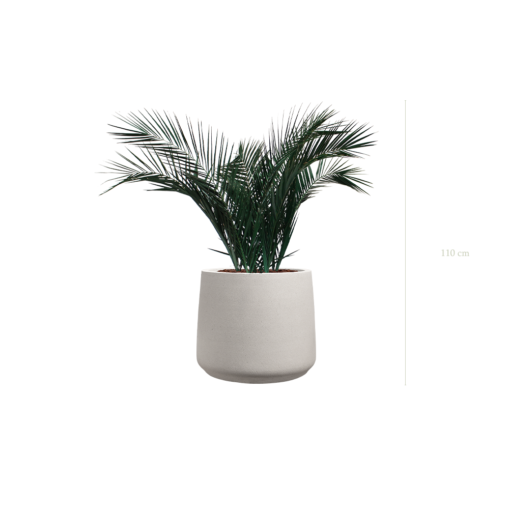 The Palm in a mineral grey pot #Stabilized