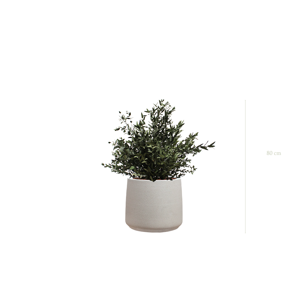 The small Parvifolia in a mineral grey pot #Stabilized