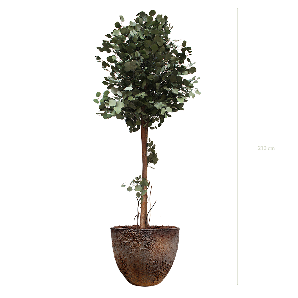 The tall Populus in a brown oyster pot #Stabilized