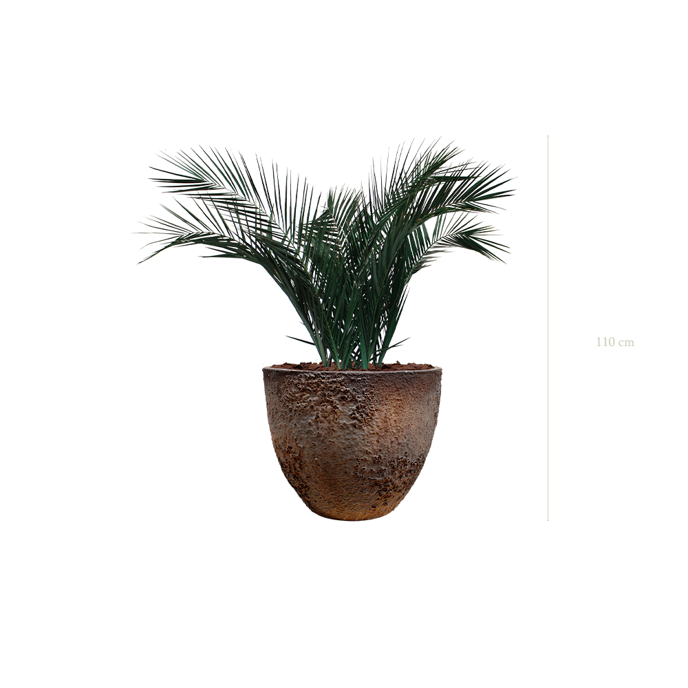 die Palme - texturierter brauner Topf #stabilisiert