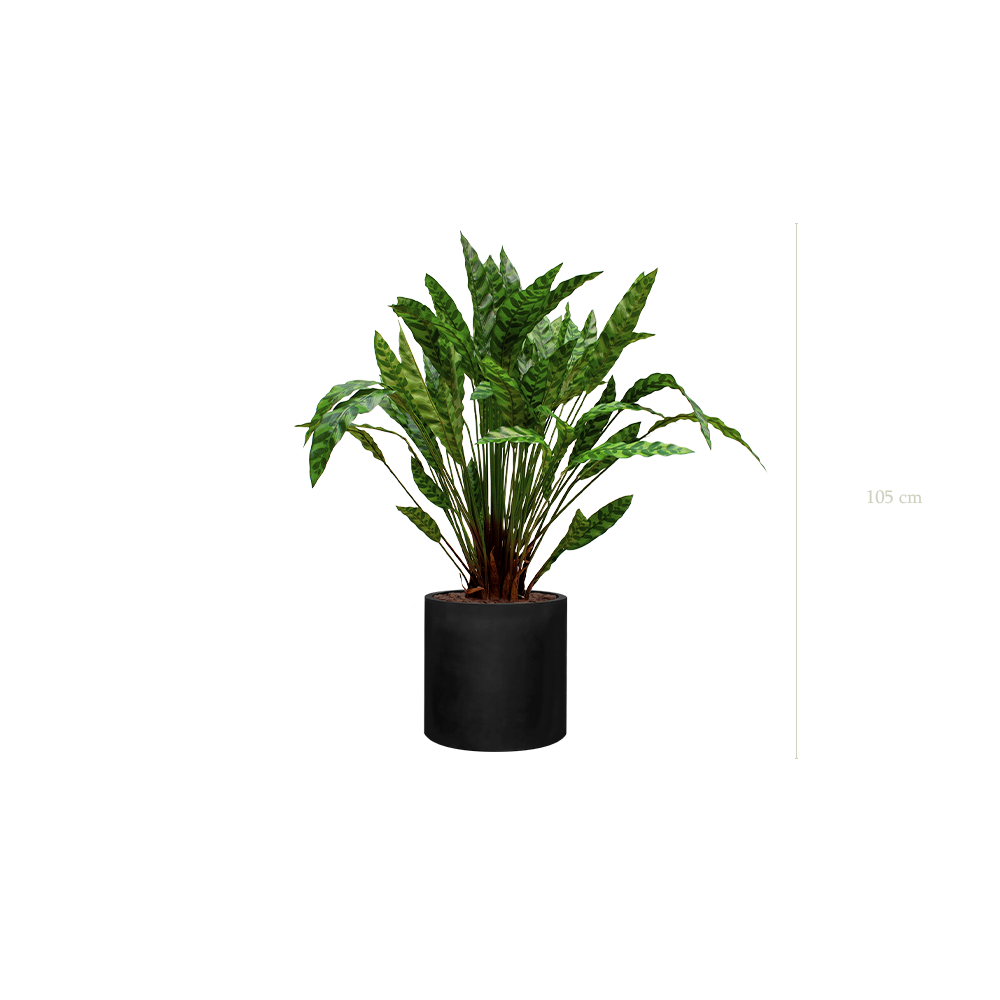 Die Calathea – Schwarzer Zylinder #Künstlich