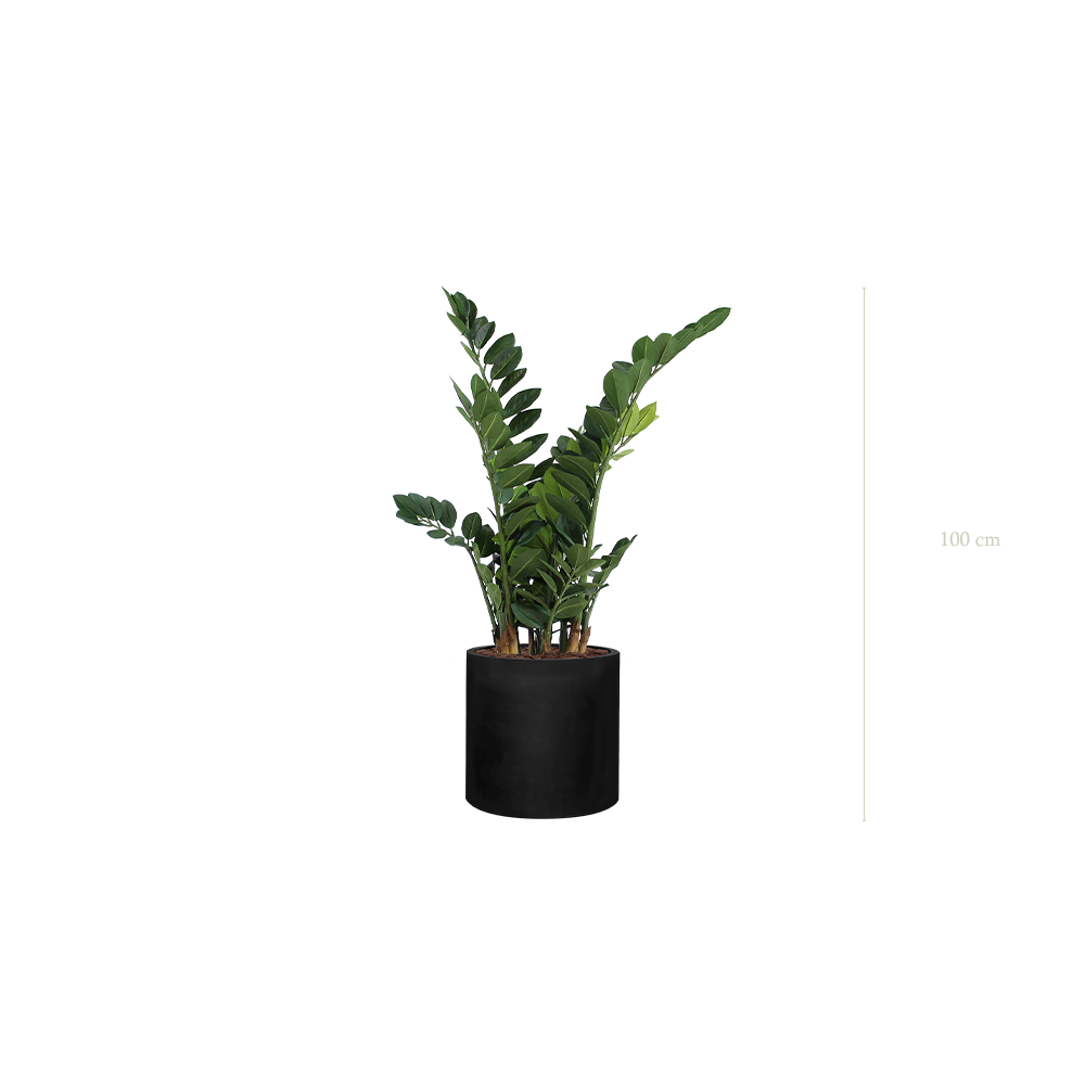 The Zamia – Black Cylinder #Artificial