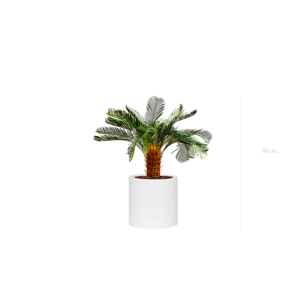 The Small Cycas – White Cylinder #Artificial