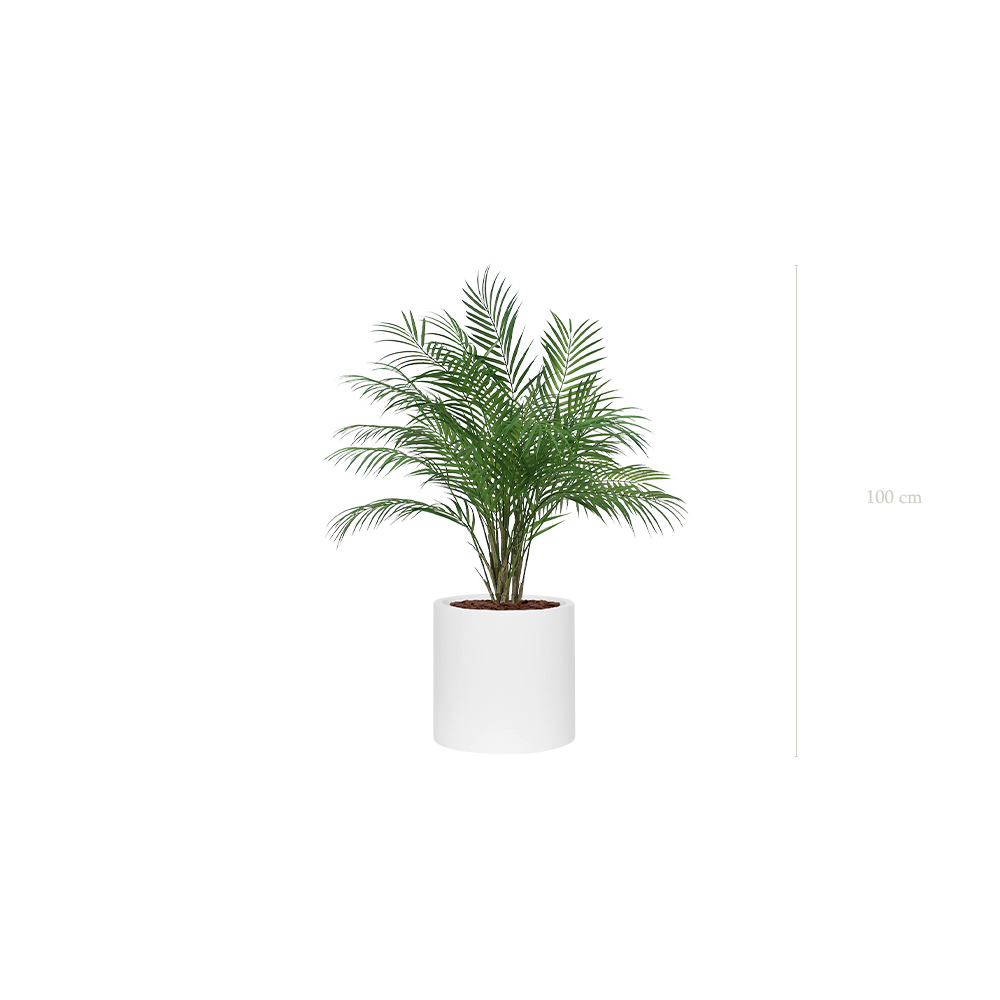 Le Palm - Cylindre Blanc #Artificiel