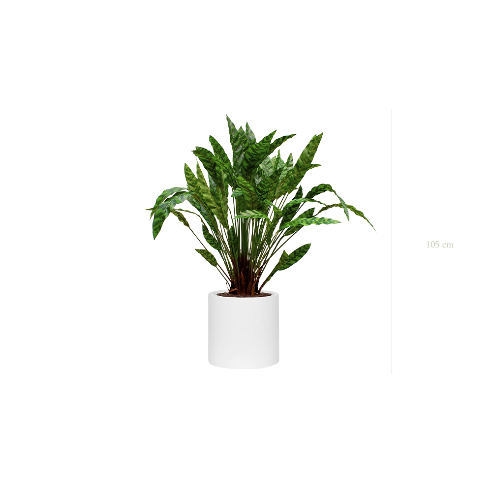 Die Calathea – Weißer Zylinder #Künstlich