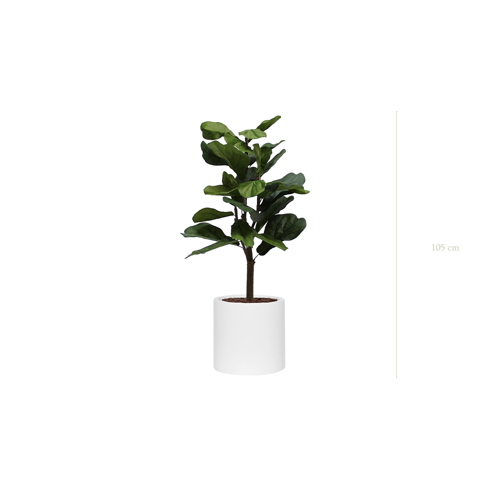 Le Lyrata - Cylindre Blanc #Artificiel
