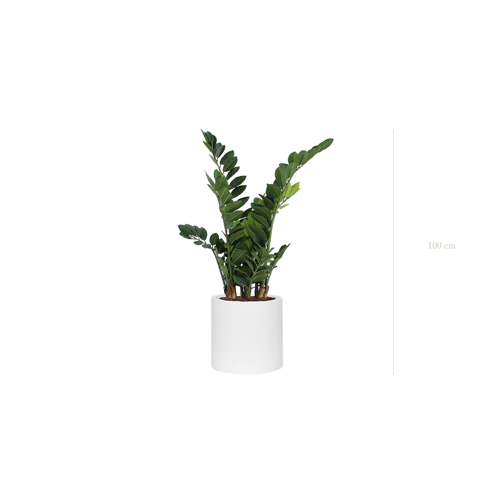 Le Zamia - Cylindre Blanc #Artificiel