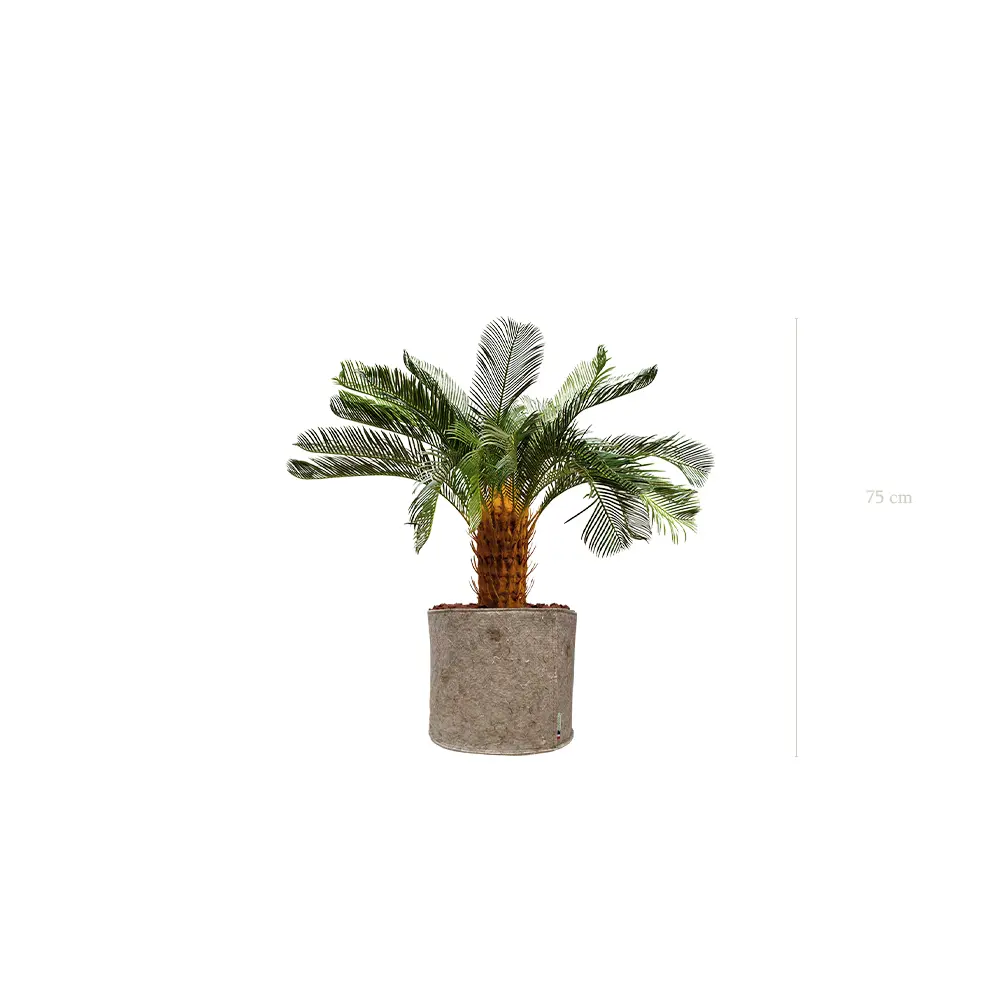 Le Petit Cycas - Pot Tissu Beige #Artificiel