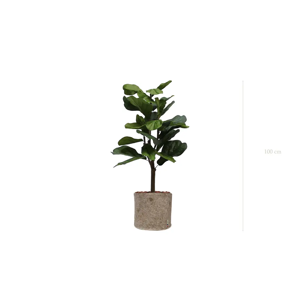 The Lyrata – Beige Fabric Pot #Artificial