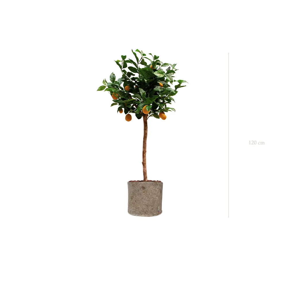 Le Citronnier - Pot Tissu Beige #Artificiel