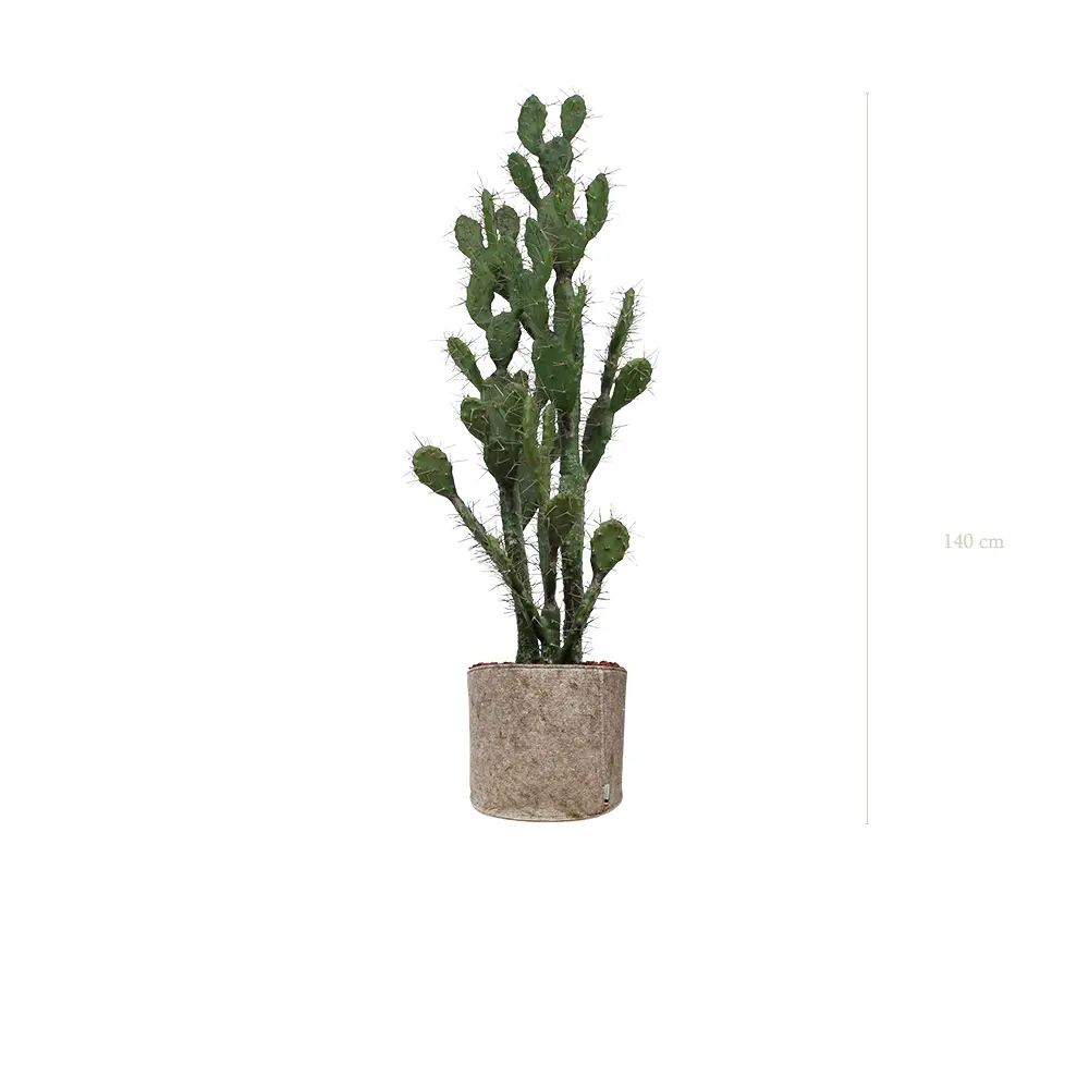 Le Cactus - Pot Tissu Beige #Artificiel