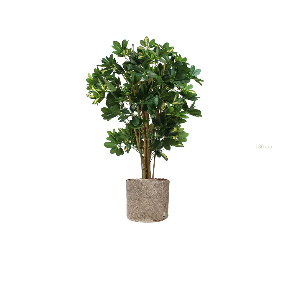 Le Schefflera - Pot Tissu Beige #Semi-Naturel