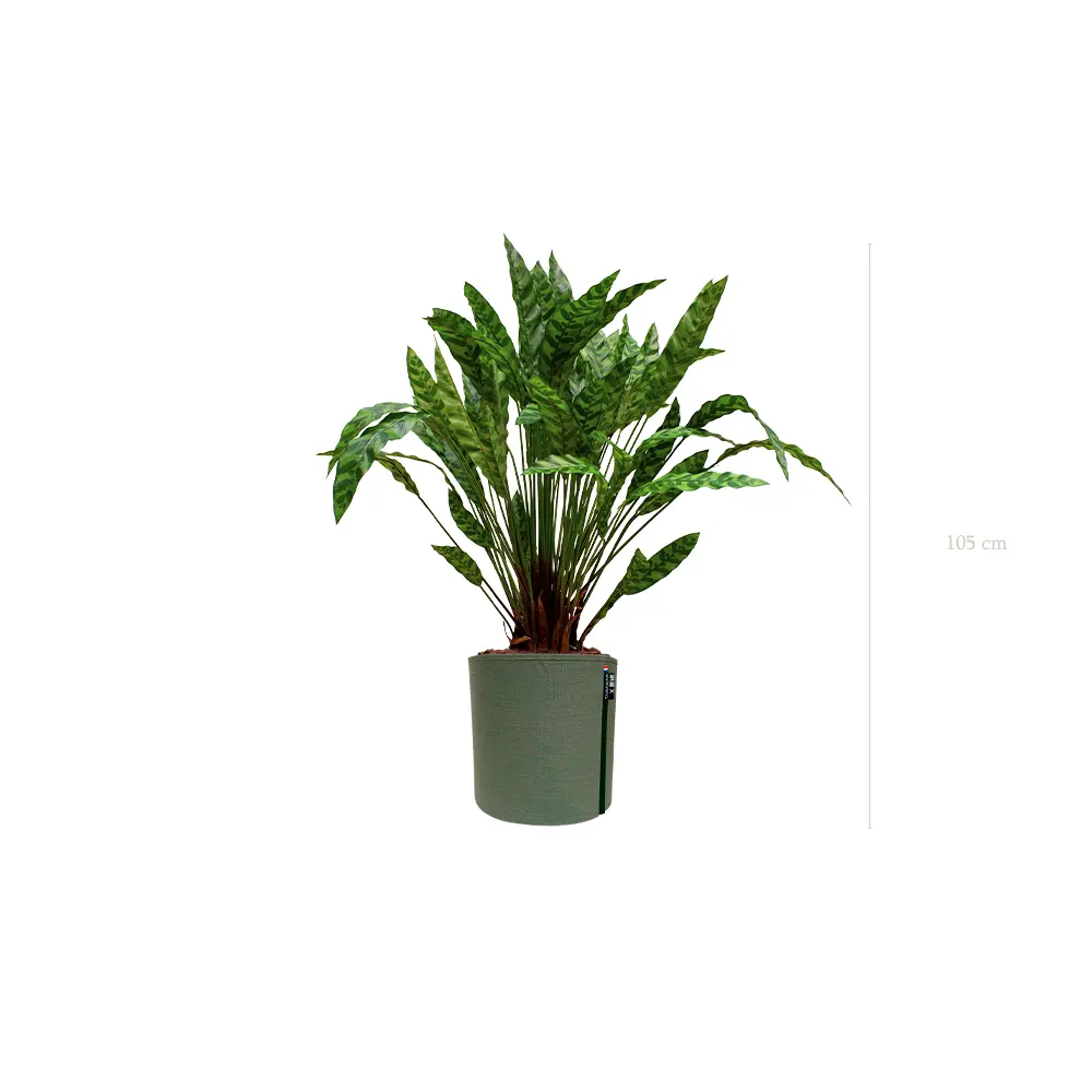 Die Calathea - MyBac-Topf #Künstlich