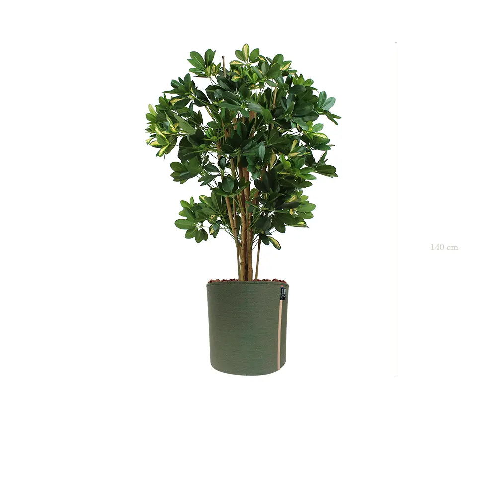 The Schefflera – MyBac Pot #Semi-Natural