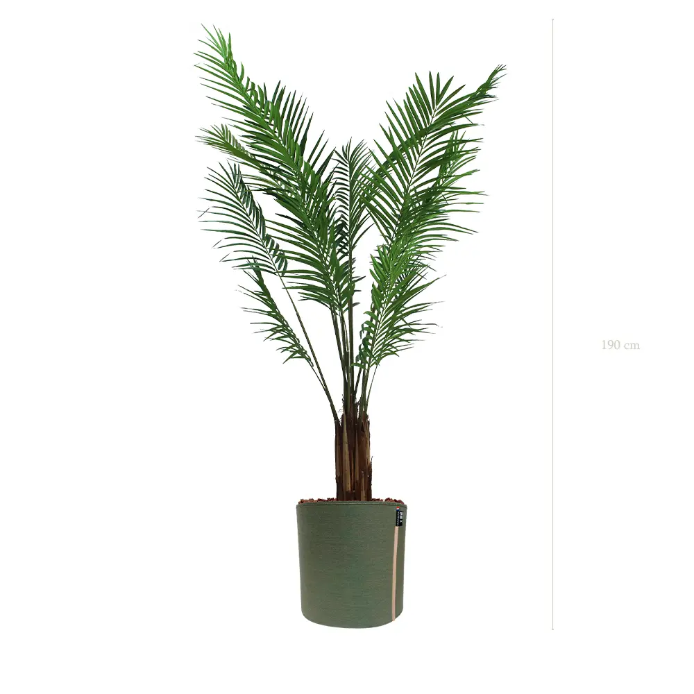 Die Areca - MyBac-Topf #Halbnatürlich