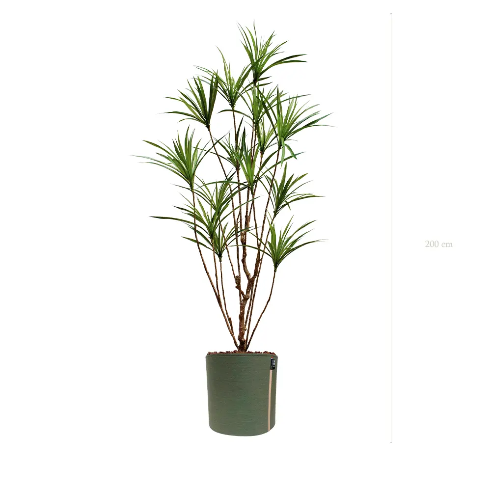 Der Dracena - MyBac-Topf #Künstlich