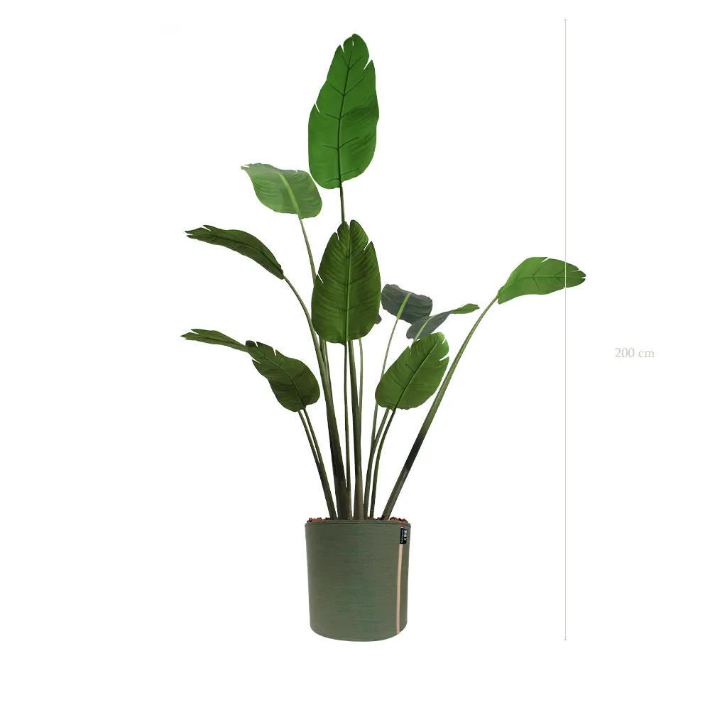 The Banana Tree – MyBac Pot #Artificial
