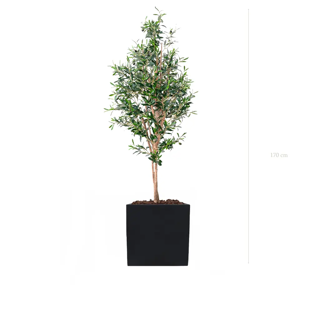 The Small Olivier – Black Cube #Semi-Natural