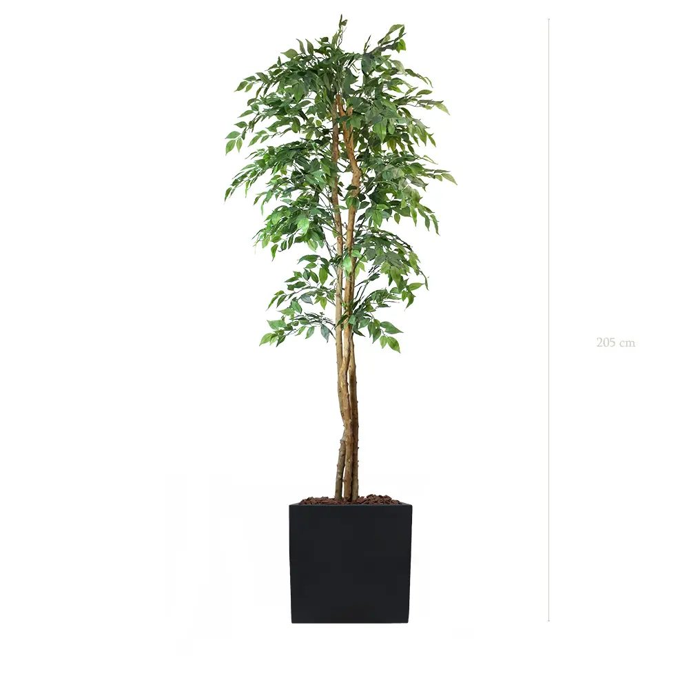 Der Feigenbaum - Schwarzer Würfel #Halbnatürlich