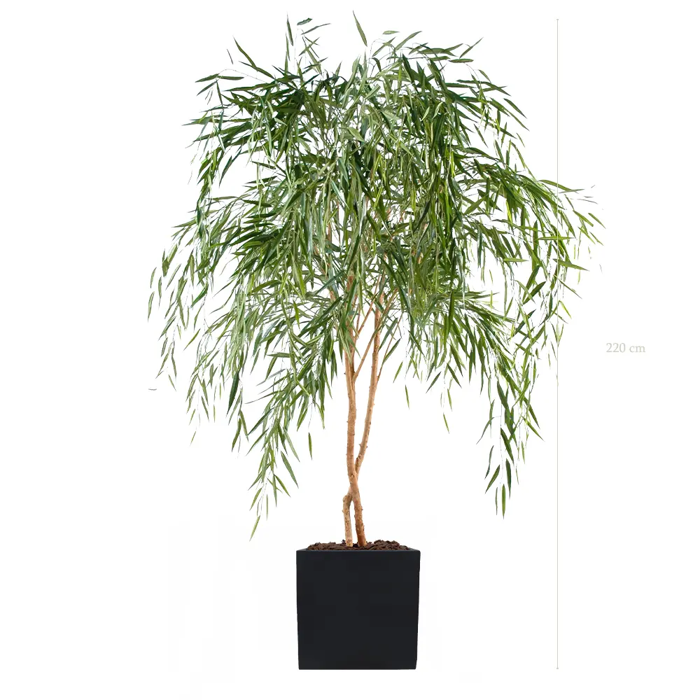 Le Saule - Cube Noir #Semi-Naturel