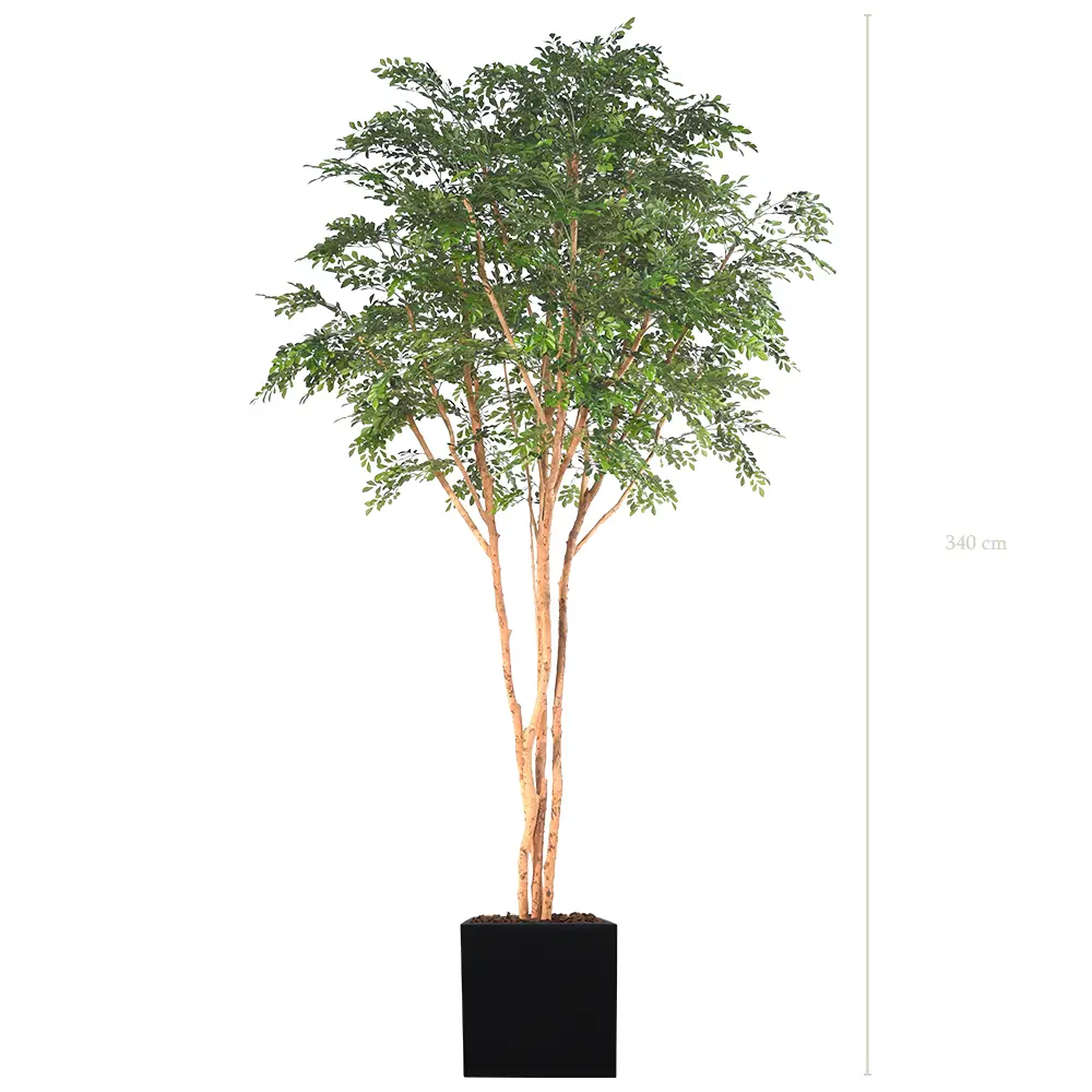 Die Bucida - Schwarzer Würfel #Halbnatürlich