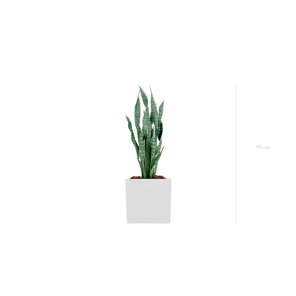 Le Sansevieria - Cube Blanc - Artificiel