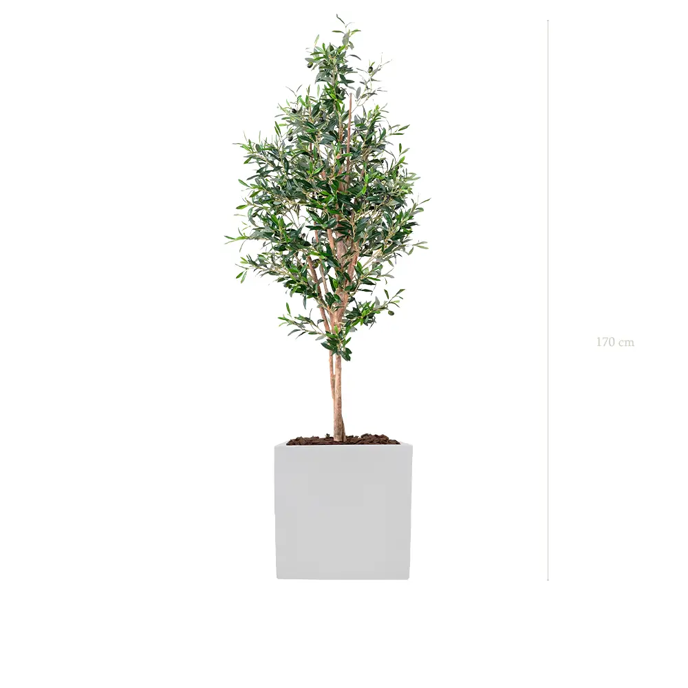 Der Kleine Olivenbaum - Weißer Würfel #Halbnatürlich