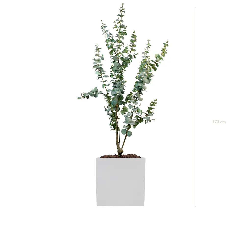 Le Petit Eucalyptus - Cube Blanc #Artificiel