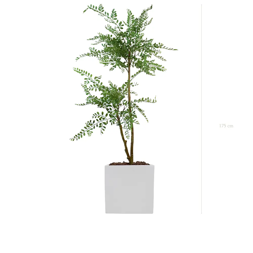 La Sophora - Cube Blanc - Artificiel