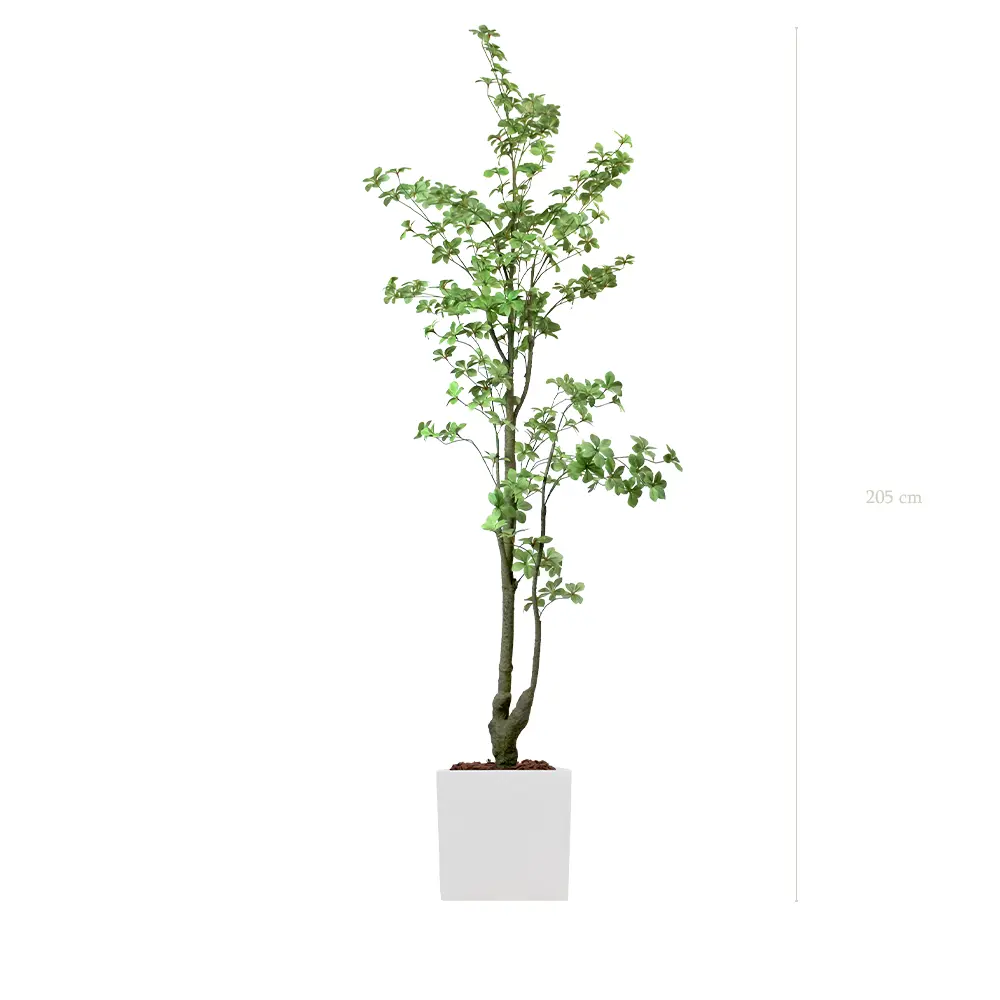 Le Tropaeolum - Cube Blanc - Artificiel