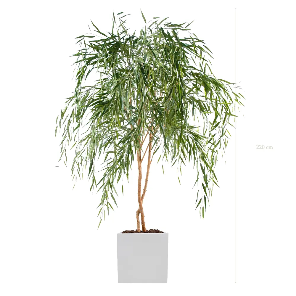 Le Saule - Cube Blanc #Semi-Naturel