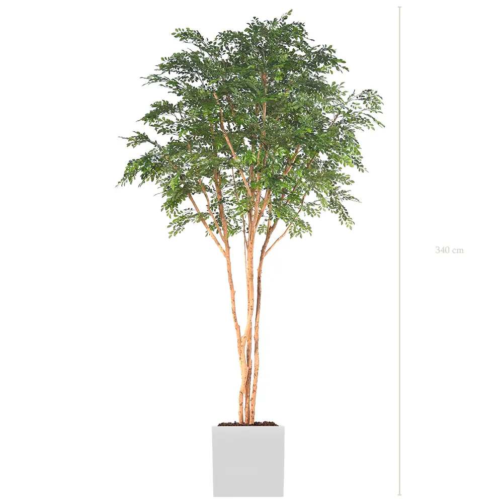 Le Bucida - Cube Blanc - Semi-Naturel