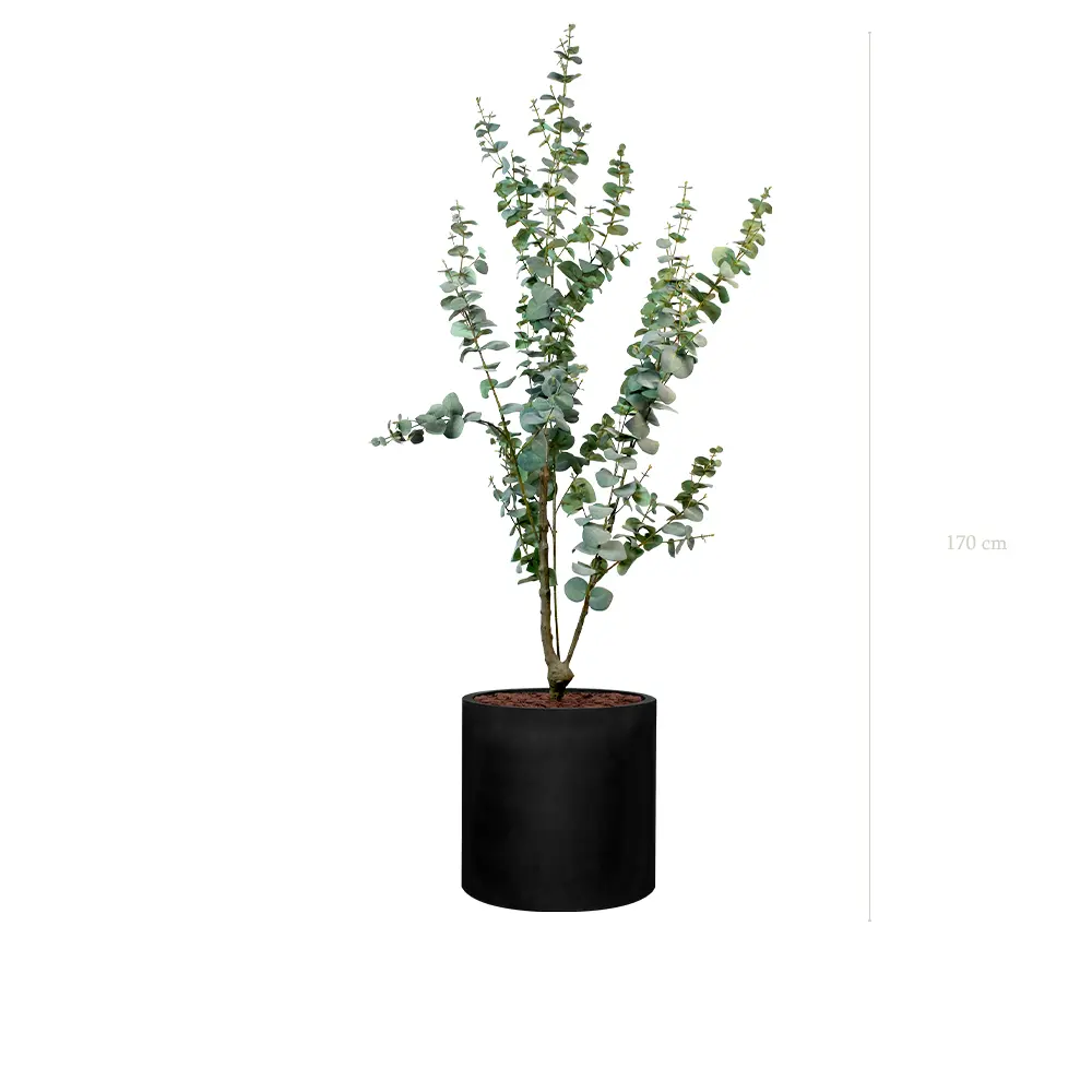 Le Petit Eucalyptus - Cylindre Noir #Artificiel