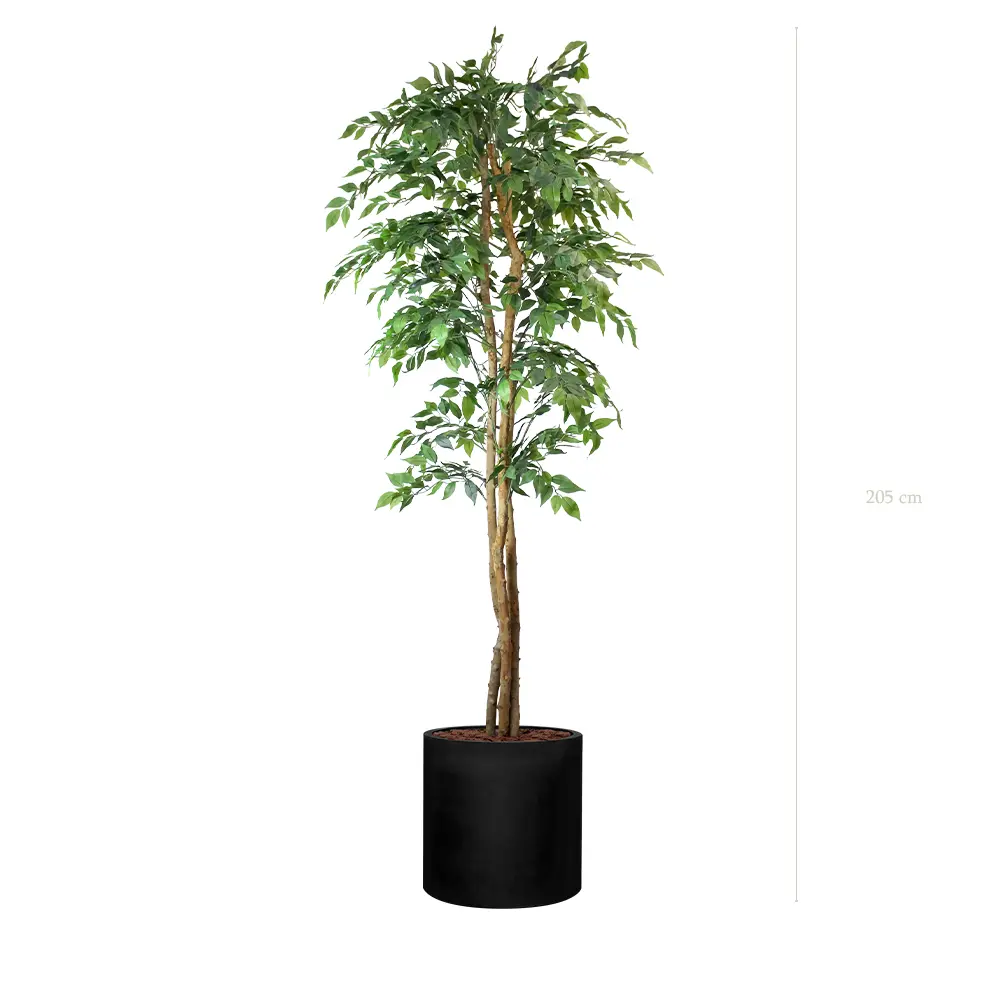 The Figuier – Black Cylinder #Semi-Natural