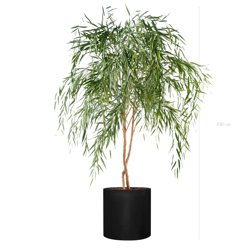 The Saule – Black Cylinder #Semi-Natural