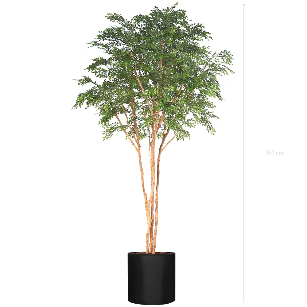 The Bucida – Black Cylinder #Semi-Natural