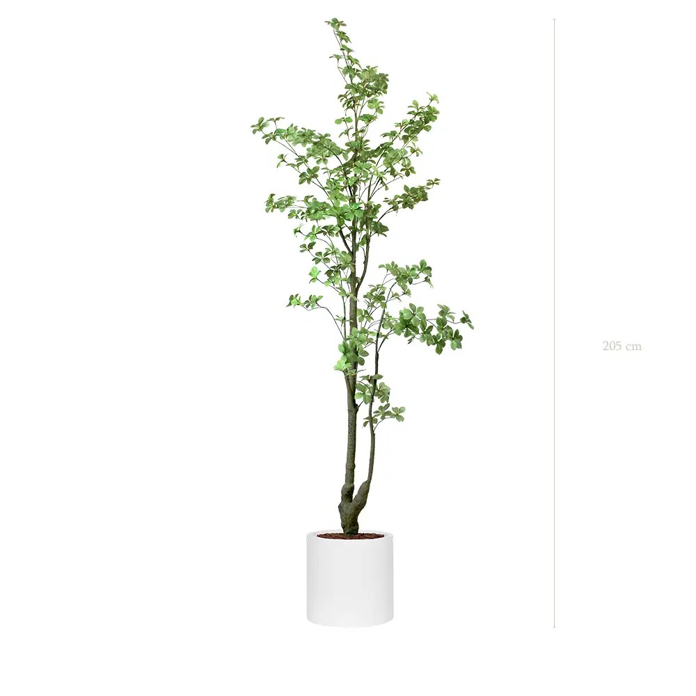 Le Tropaeolum - Cylindre Blanc #Artificiel