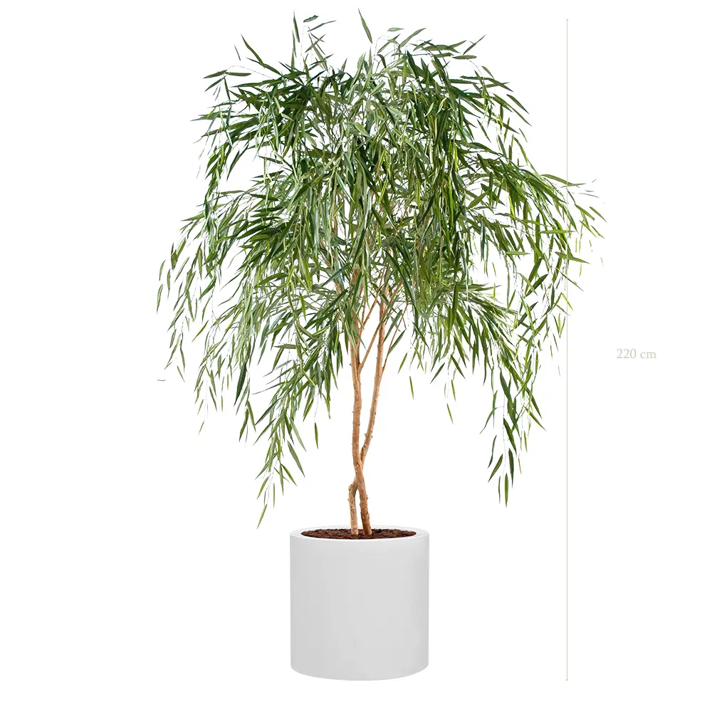 Le Saule - Cylindre Blanc #Semi-Naturel