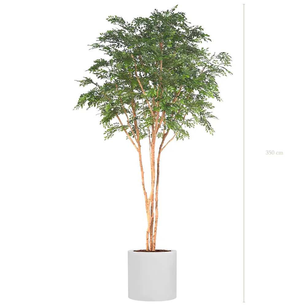 Le Bucida - Cylindre Blanc #Semi-Naturel