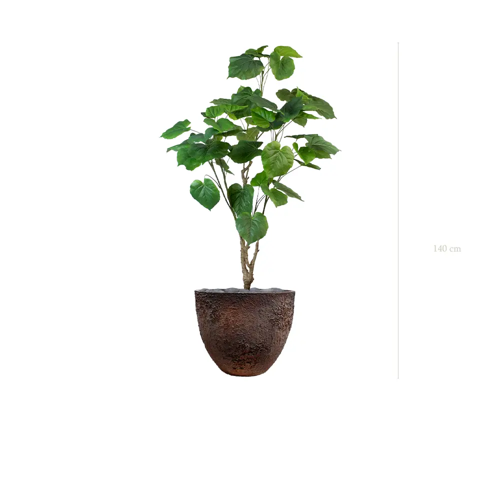 Der Ficus Umbellata - Oyster-Topf #Künstlich