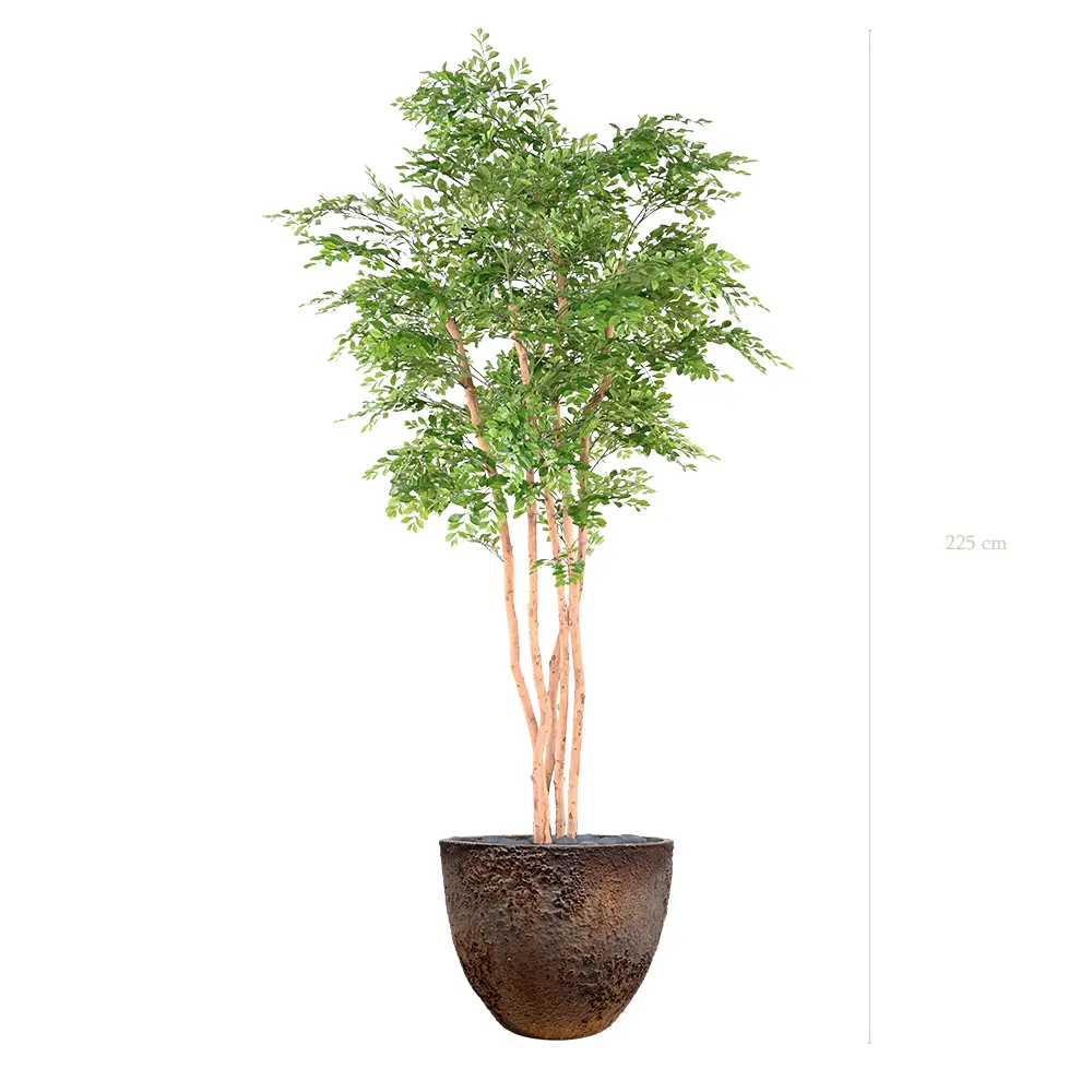 L'Acacia - Pot Oyster #Semi-Naturel