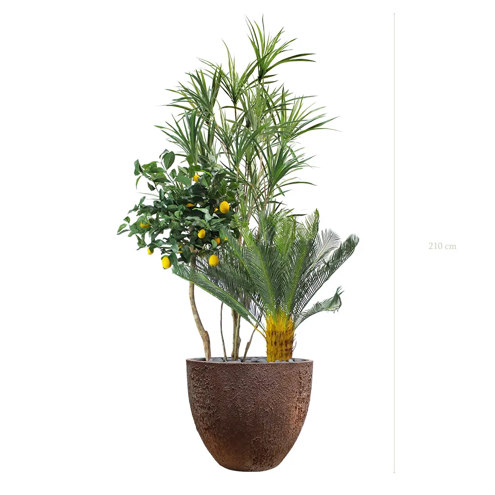 La Capri - Pot Oyster - Semi-Naturel 