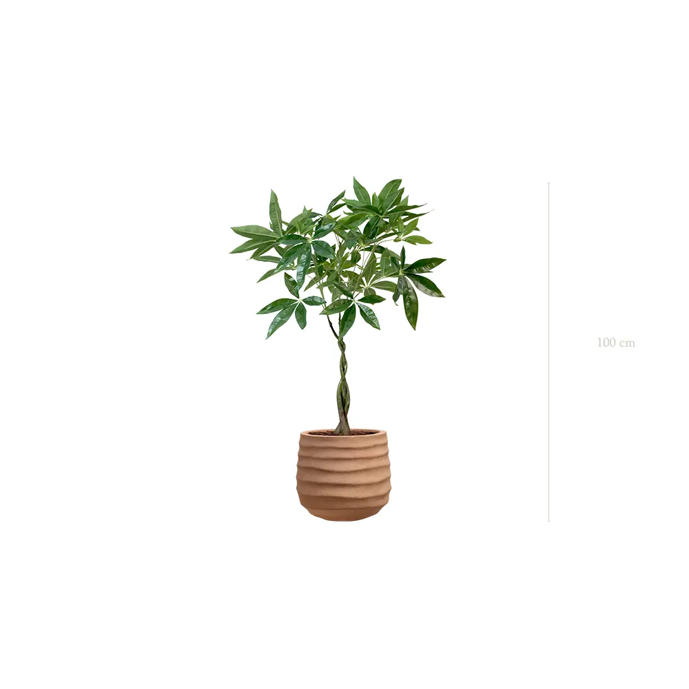 Le Pachira - Pot Terracotta #Artificiel