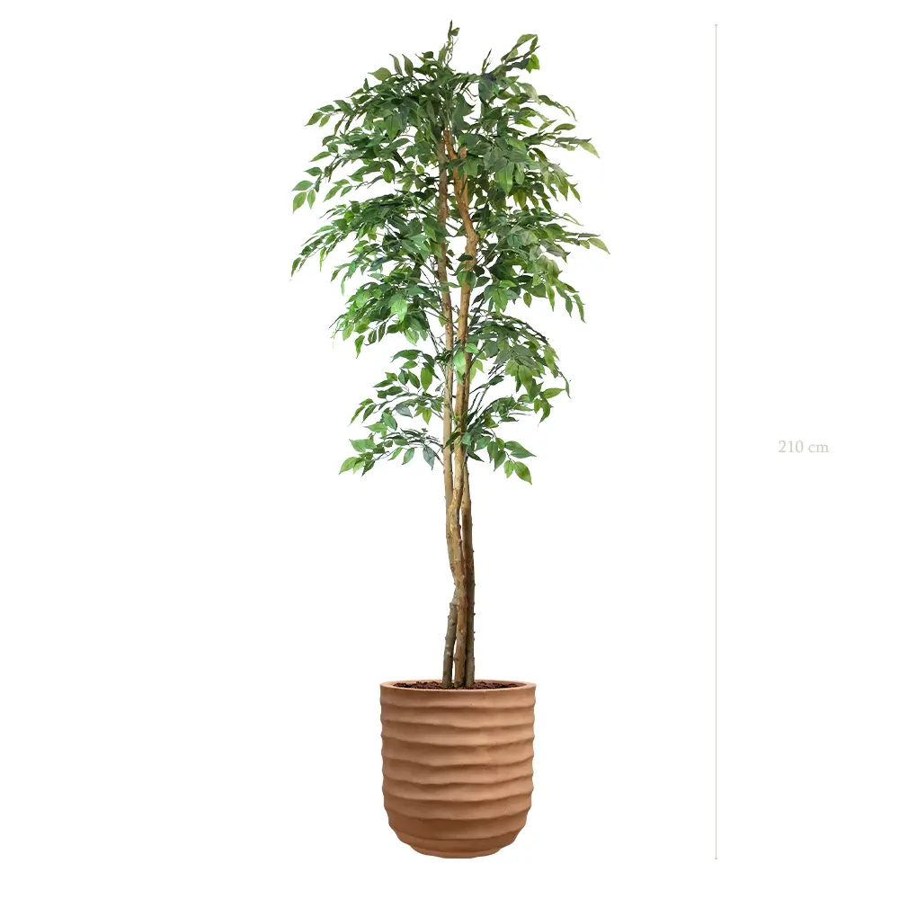 Le Figuier - Pot Terracotta #Semi-Naturel