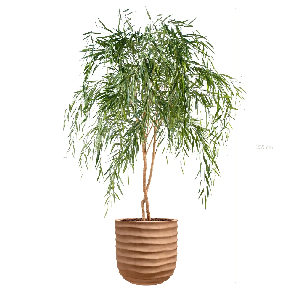 Le Saule - Pot Terracotta #Semi-Naturel
