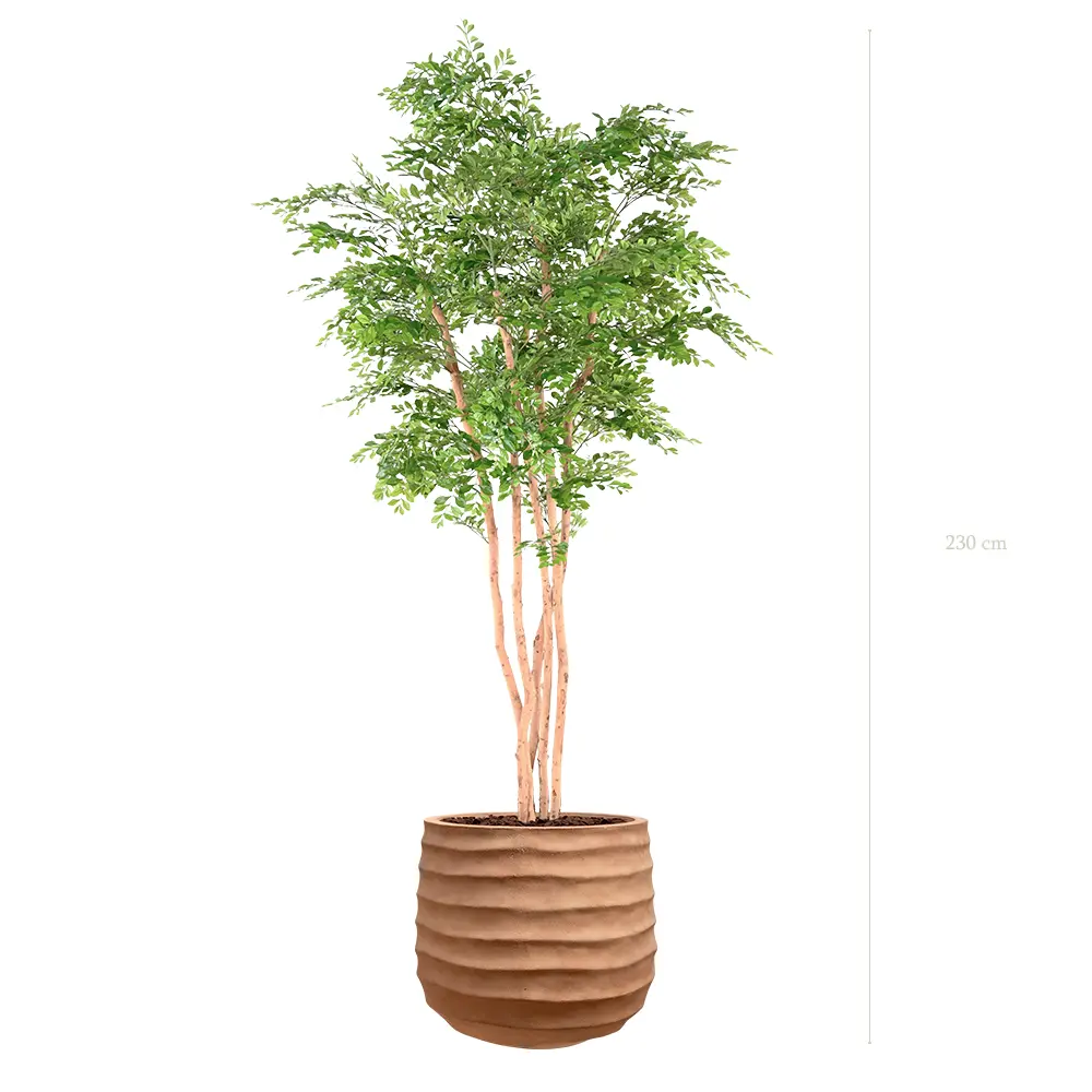The Acacia – Terracotta Pot #Semi-Natural